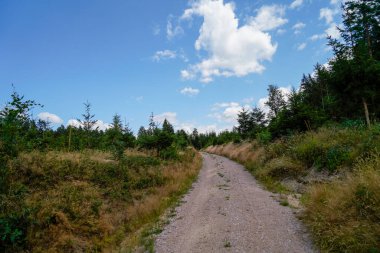 Güzel ormanın arka planında yol, mavi gökyüzü