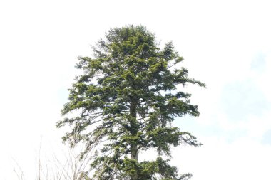 Ormanda yeşil ağaç dalları