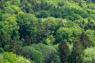 Dağlardaki yeşil orman