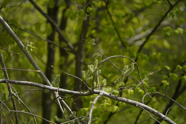 Closeup Shot Bird Forest — Stock Photo, Image