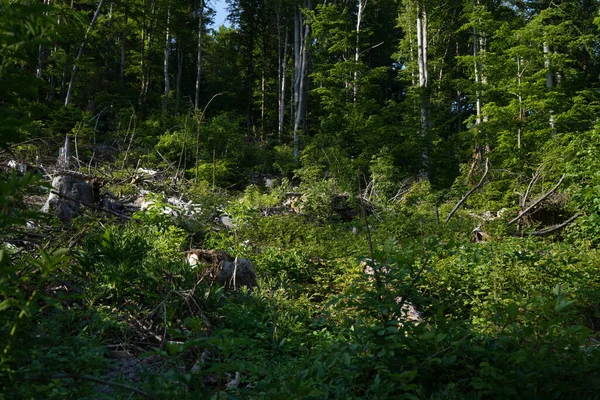 Beau Paysage Avec Une Forêt Arrière Plan — Photo