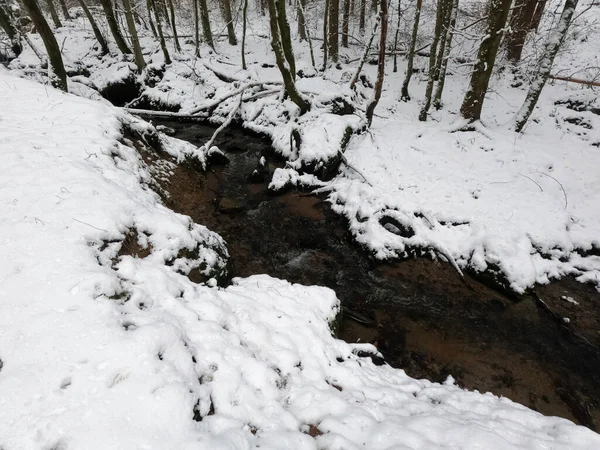 Belle Vue Sur Forêt — Photo