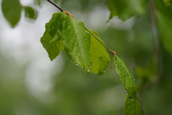 Groene Bladeren Een Boomtak — Stockfoto