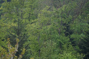 Dağlardaki yeşil orman