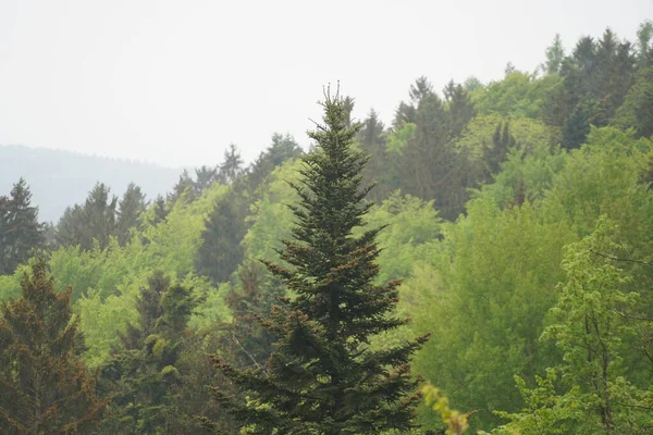 Árboles Forestales Follaje Verde Niebla — Foto de Stock