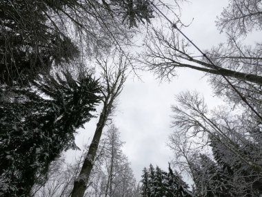 Ormanın güzel manzarası