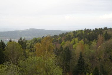 Ağaçlar ve ormanlarla dolu güzel bir manzara.