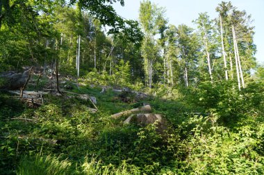 Ormanın güzel manzarası