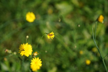Bahçedeki güzel sarı karahindiba çiçeği.