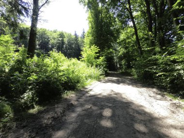 Ormanın güzel manzarası