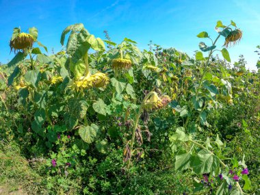 Bahçedeki bir ağacın olgun yeşil yaprakları.