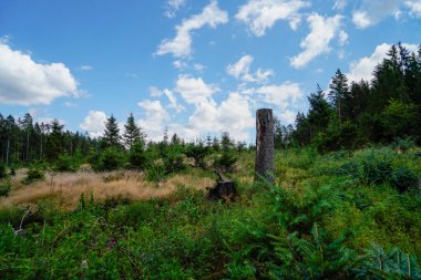 Arka planda orman olan güzel bir manzara.