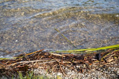 Ormandaki küçük bir nehrin yakın çekim görüntüsü.