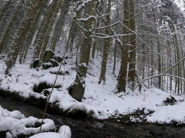 Belle Forêt Hiver Avec Neige — Photo