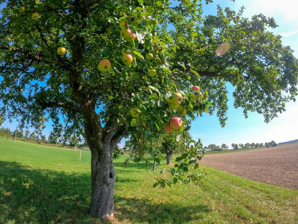 Maçãs Maduras Uma Árvore Jardim — Fotografia de Stock