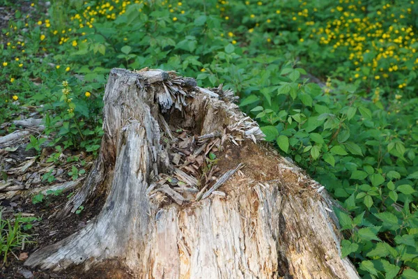 Eine Nahaufnahme Eines Baumstumpfes — Stockfoto