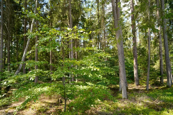 Schöner Wald Sommer — Stockfoto