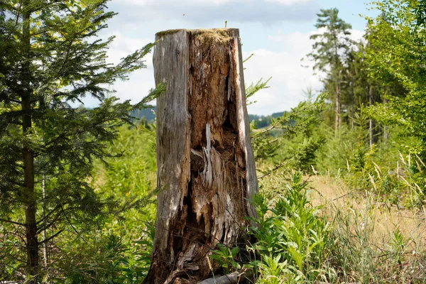 Primer Plano Tronco Árbol — Foto de Stock