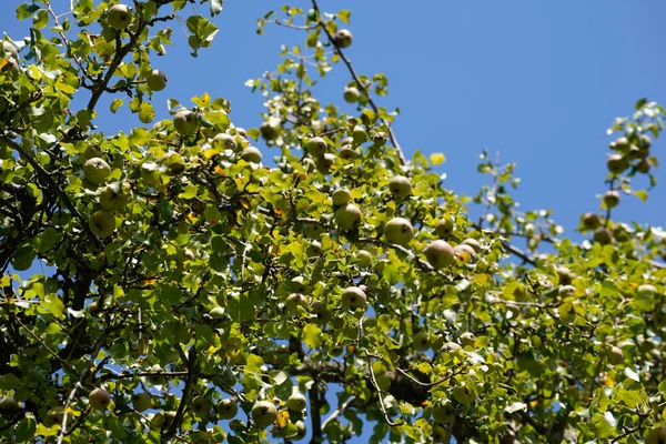 Зрізати Жовті Яблука Дереві Саду — стокове фото