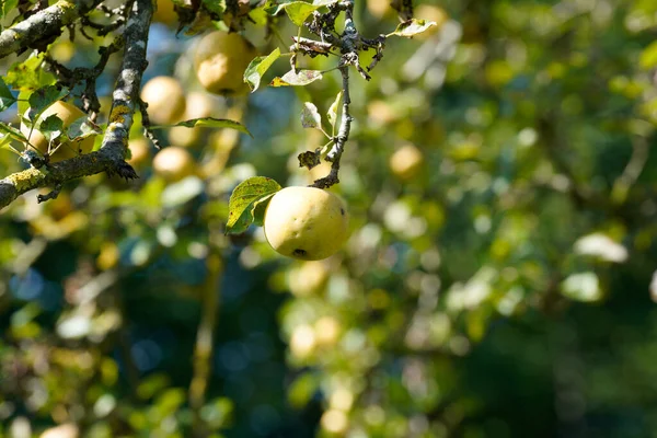 Maçãs Verdes Uma Árvore Jardim — Fotografia de Stock