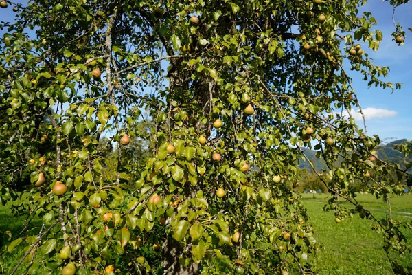 Зелені Яблука Дереві Саду — стокове фото