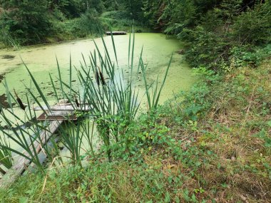 Ormandaki nehrin güzel manzarası