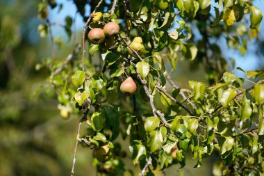 Bahçedeki ağaçtaki yeşil eriklerin yakın plan çekimi.