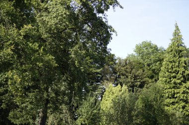 Dağlardaki mavi gökyüzünün arka planında yeşil ağaçlar. Ormanın manzarası..