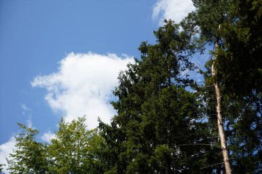Mavi gökyüzünün güneş ışınları ve güzel manzaralı genç bir ağaç.