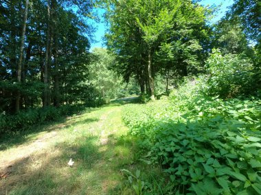 Yaz ormanı, yeşil çimenler ve ağaçlar