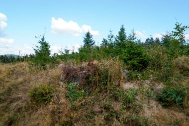 Yeşil çimenli ve mavi gökyüzü olan orman manzarası