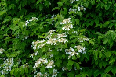 Bahçedeki güzel beyaz çiçekler