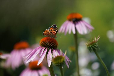 Çiçekteki güzel kelebek