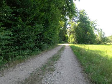 Ağaçları ve mavi gökyüzü olan yeşil orman yolu