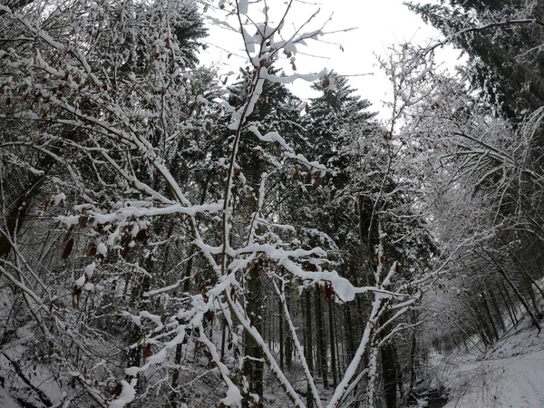 Bosque Invierno Con Árboles Cubiertos Nieve —  Fotos de Stock