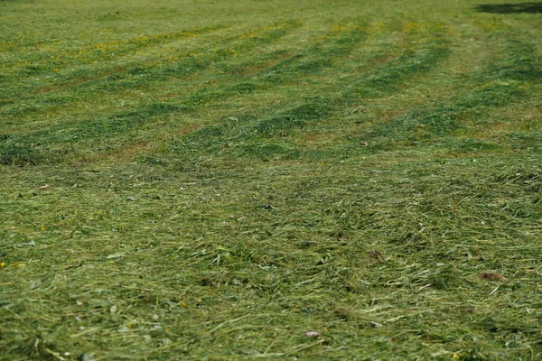Зеленое Пшеничное Поле Сельской Местности — стоковое фото