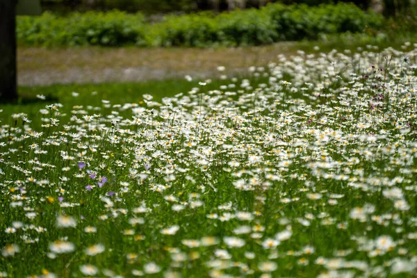 Flores Bonitas Jardim — Fotografia de Stock