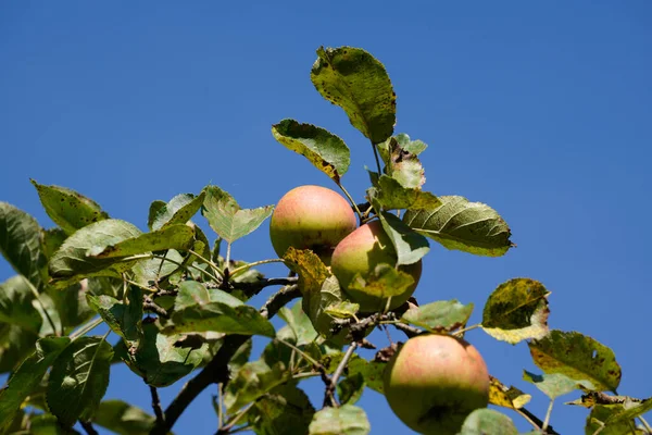 Зрізати Яблука Дереві — стокове фото