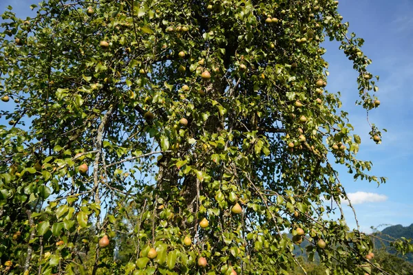 Стиглі Зелені Яблука Дереві Саду — стокове фото