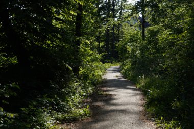 Ormanın güzel manzarası