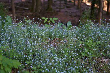 Bahçedeki güzel çiçekler