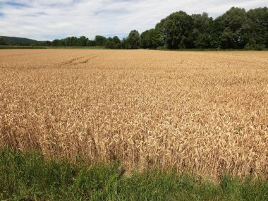 Kırsalda buğday tarlası