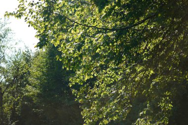 Ormanda yeşil yapraklar