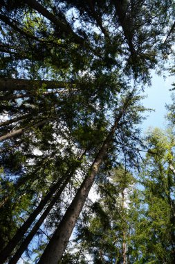 Ormanda yeşil ağaçlar