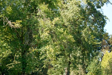 Ormandaki bir ağacın yeşil yaprakları