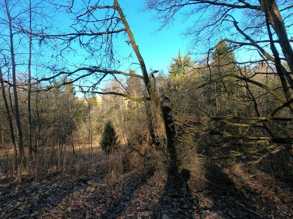 Vackert Landskap Med Ett Träd Skogen — Stockfoto