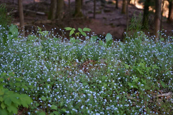 Bahçedeki güzel çiçekler
