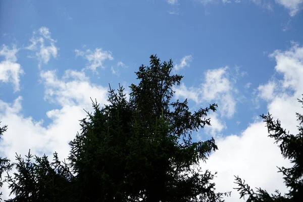 Vacker Utsikt Över Skogen — Stockfoto