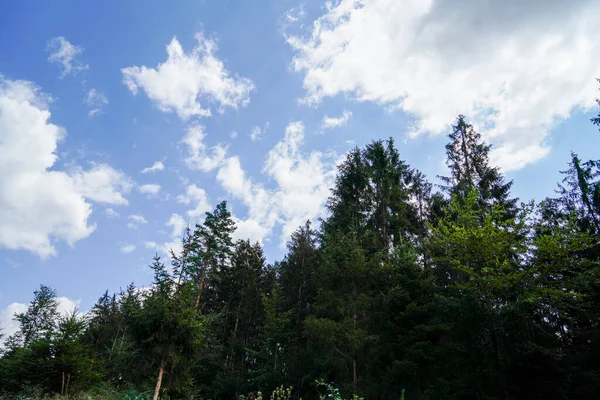 Belle Vue Sur Forêt — Photo