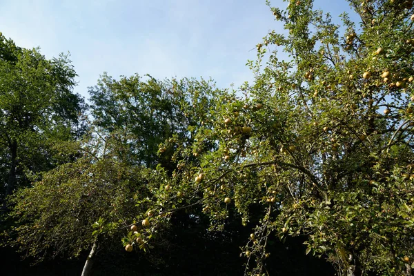 의나무의 — 스톡 사진